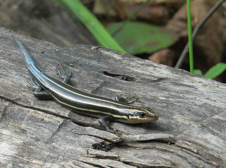 Five-lined Skink
